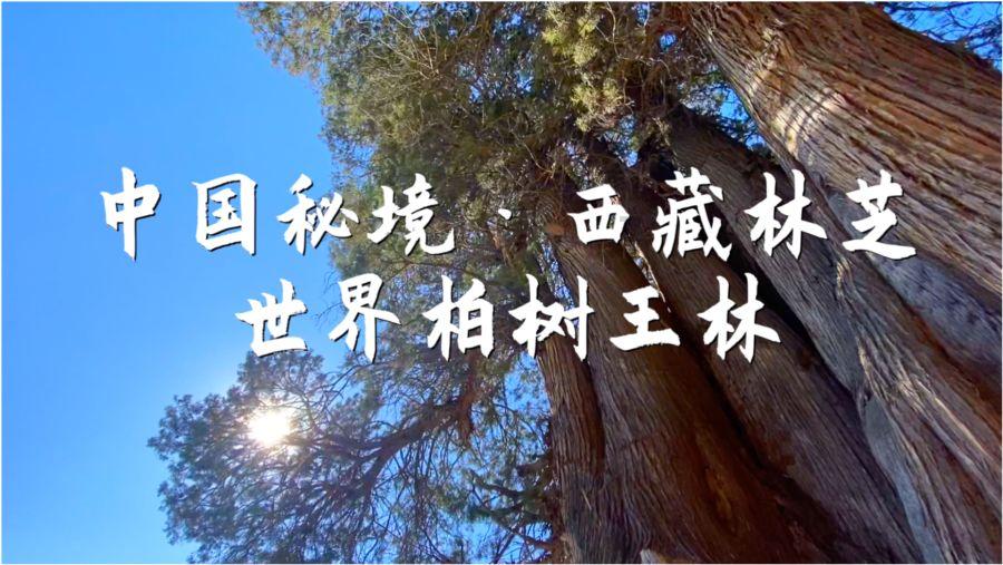 狂野的飙客无敌版